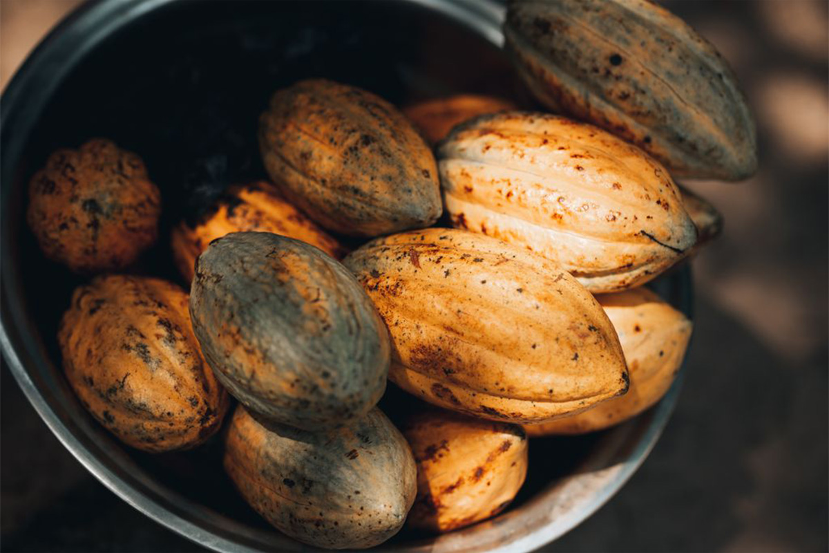 ghana cocoa
